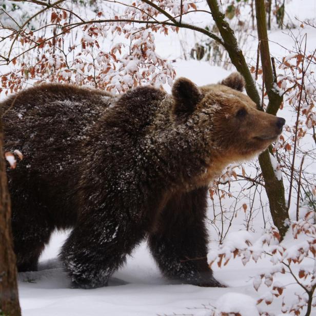 Bärin Mici durchstreift den verschneiten Bärenwald in Arbesbach.