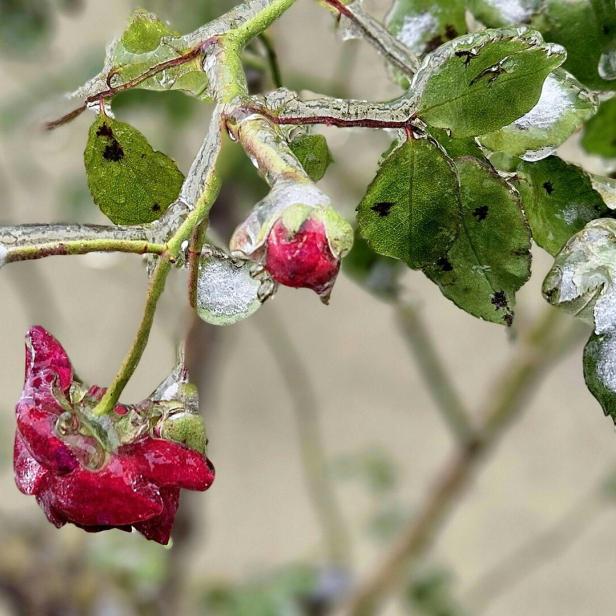 Rote Rosenknospen und grüne Blätter sind von einer dünnen Eisschicht überzogen.