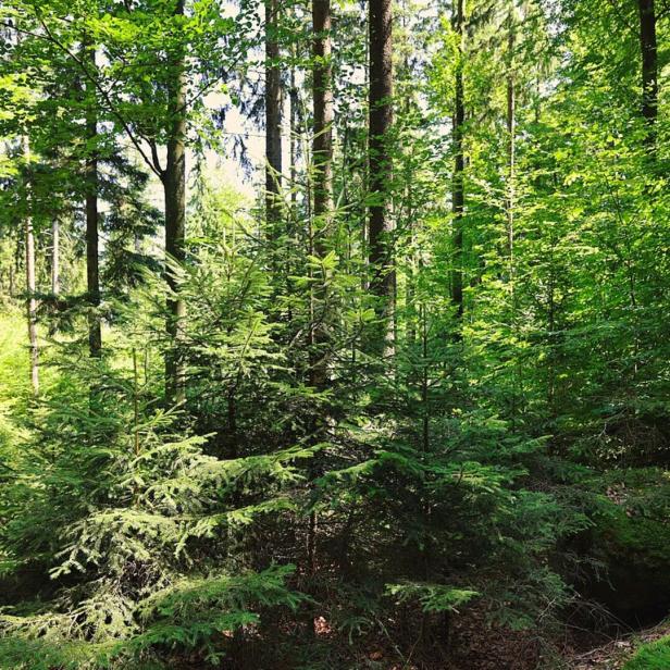 Dichter, grüner Wald mit jungen und alten Nadelbäumen sowie üppigem Unterwuchs im Sonnenlicht.
