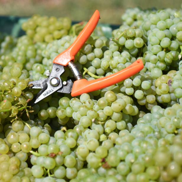 Eine orangefarbene Gartenschere liegt auf einem Haufen grüner Weintrauben.