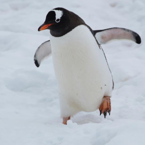 Ein einzelner Pinguin läuft über den Schnee in der Antarktis.