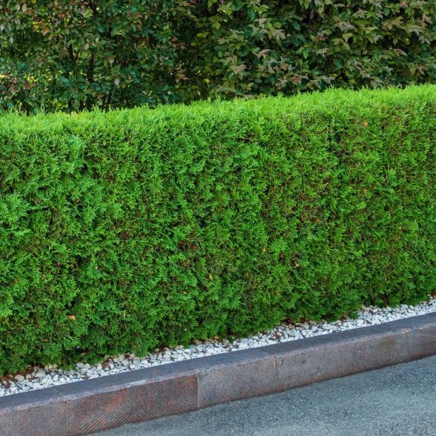 Thujenhecke