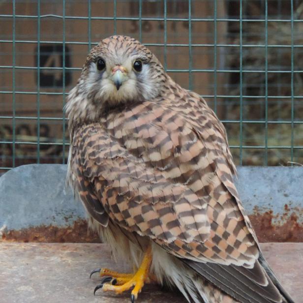 Ein Turmfalke sitzt vor einem Gitter