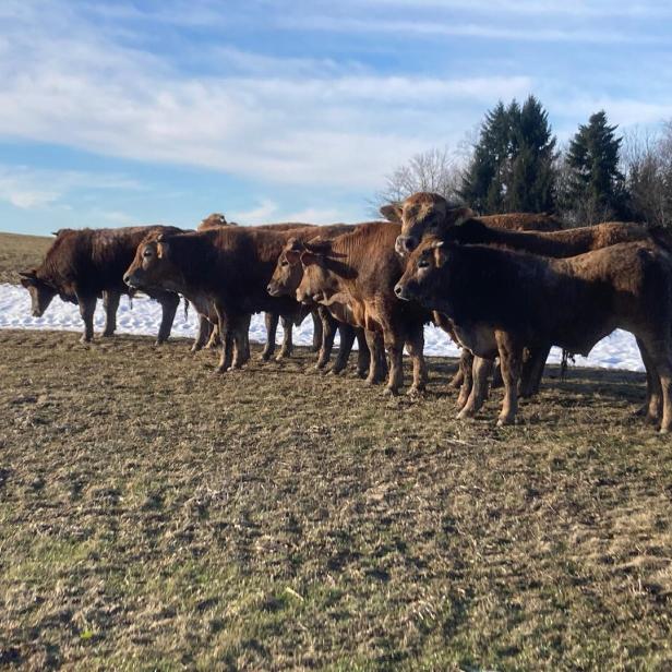 Rinderherde brach aus