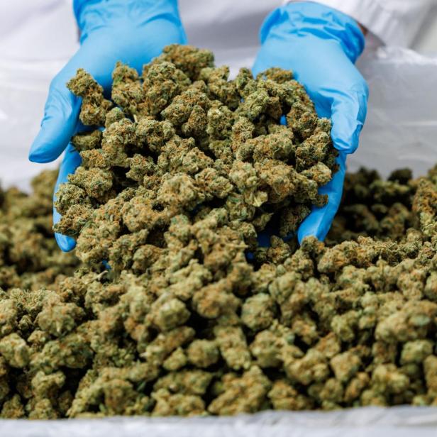 Zwei Hände mit blauen Handschuhen halten eine große Menge getrockneter Cannabisblüten.