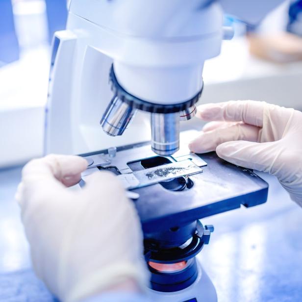 Zwei behandschuhte Hände justieren einen Objektträger unter einem Mikroskop im Labor.