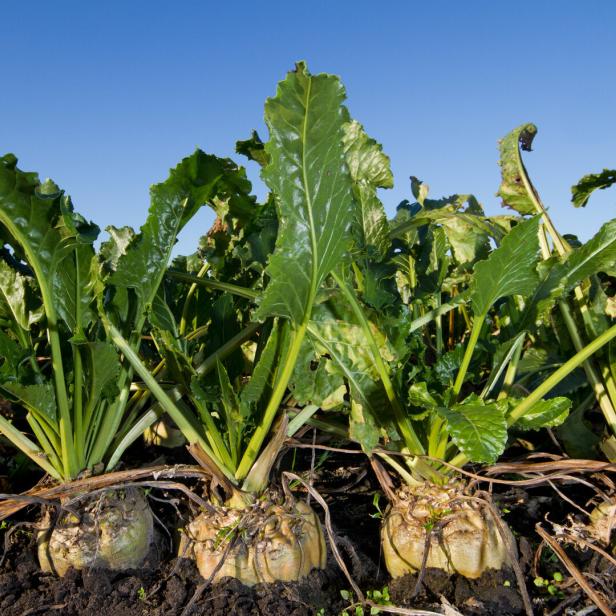 Mehrere Zuckerrüben mit grünen Blättern wachsen dicht nebeneinander auf dunkler Erde unter blauem Himmel.