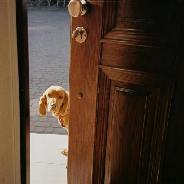 Hund steht vor offener Haustüre und schaut hinein