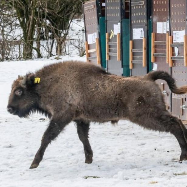 Innsbrucker Wisent "Ina" in Aserbaidschan ausgewildert