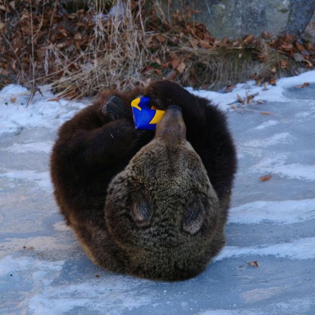 Eine Aufnahme von Bärin Mici wie sie auf ihrem Rücken durch den Schnee kugelt und einen Ball hält.