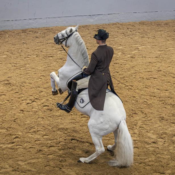 Spanische Hofreitschule