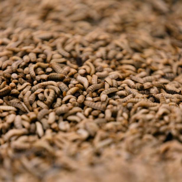 Zahlreiche Fliegenmaden in einem Behälter