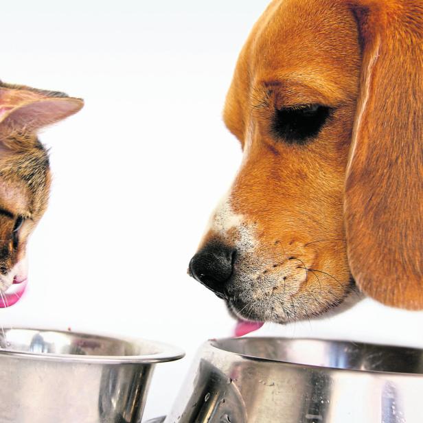Das Bild zeigt die Köpfe einer Katze und eines Hundes, die sich beide über noch leere Futternäpfe beugen, in Erwartung einer baldigen Mahlzeit.