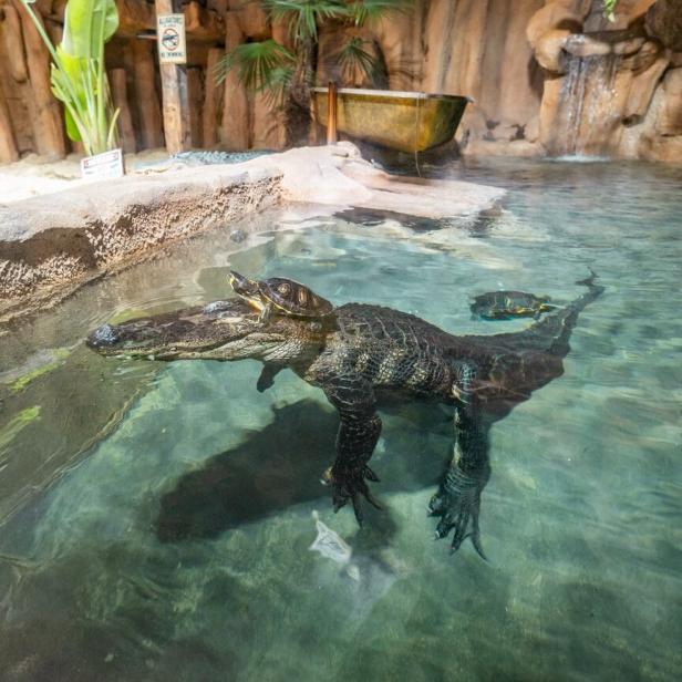 Eine Schildkröte sitzt auf dem Kopf eines Krokodils, beide befinden sich in einem klaren Wasserbecken mit tropischen Pflanzen.