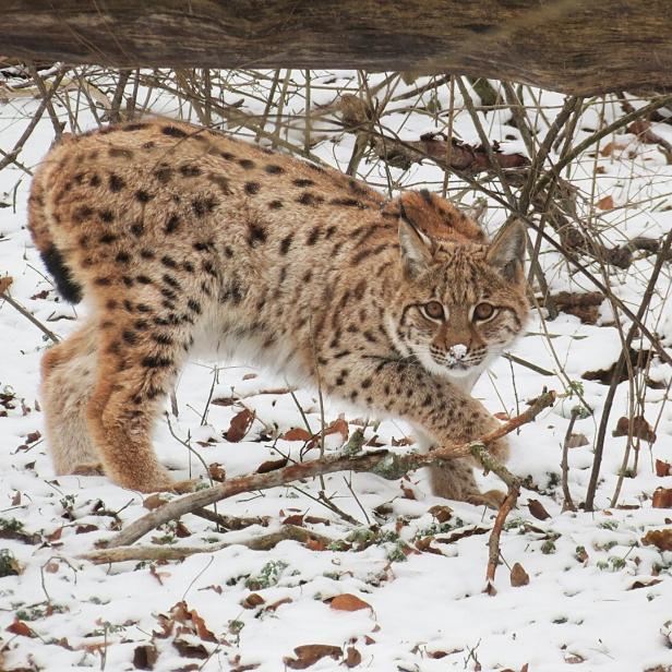 Jungluchs Janus wurde im Vorjahr im Nationalpark Kalkalpen ausgewildert 