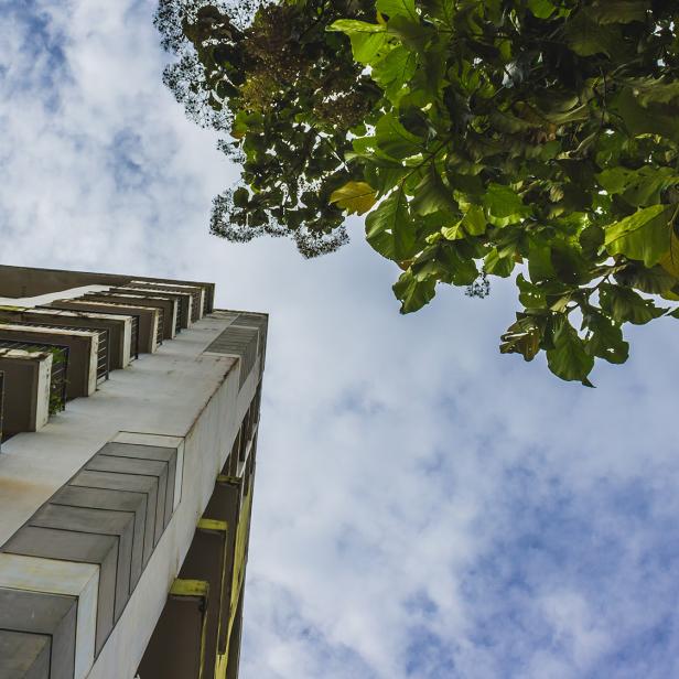 Ein Hochhaus und ein grüner Baum 