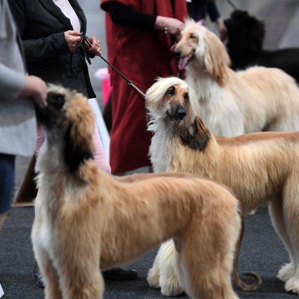 Afghanische Windhunde stehen vor ihren Besitzerinnen und Besitzern, von denen nur die Körper zu erkennen sind.