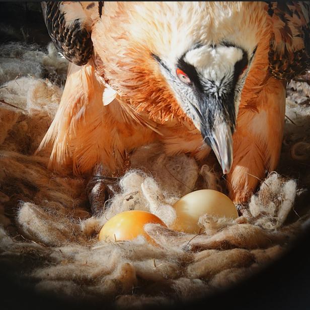 Bartgeier bekamen Ei-Attrappe untergeschoben