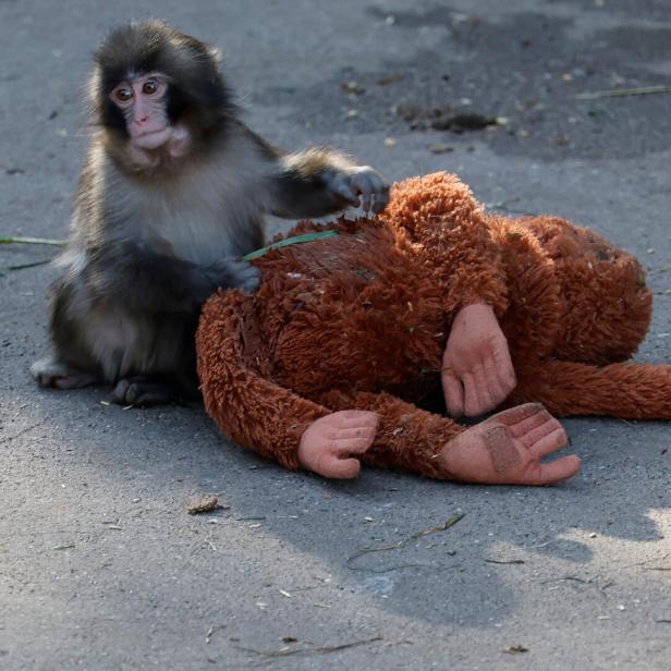 Ein junger Affe sitzt auf dem Boden und spielt mit einem großen braunen Plüschaffen.