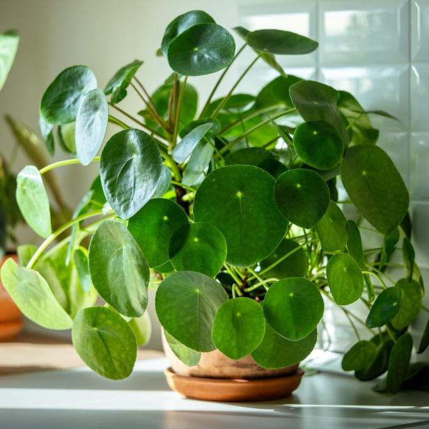 Die Topfpflanze Pilea peperomioides in einem Terrakotta-Topf in der Küche. 