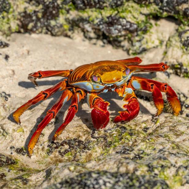 Teufelskrabbe sitzt auf einem Felsen.
