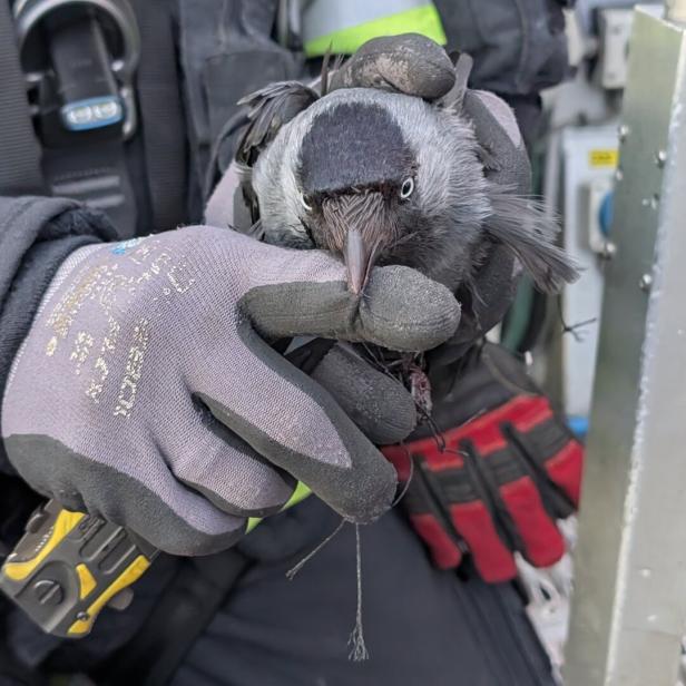Eine Person mit Arbeitshandschuhen hält eine Dohle vorsichtig in der Hand.