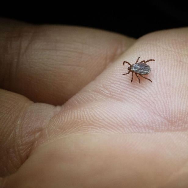 Buntzecke (Dermacentor reticulatus) krabbelt über eine Hand