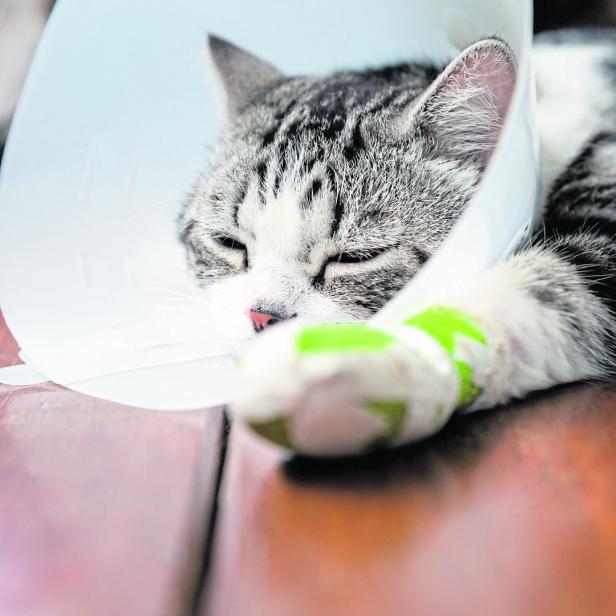 Eine Katze mit bandgiertem Vorderfuß und Schutztrichter liegt auf dem Boden.