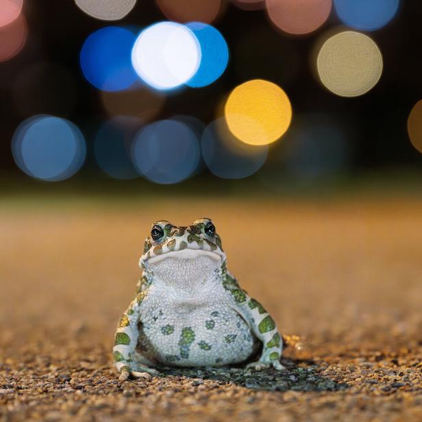 ++ HANDOUT ++ TIERGARTEN SCHÖNBRUNN STARTET WECHSELKRÖTENPROJEKT