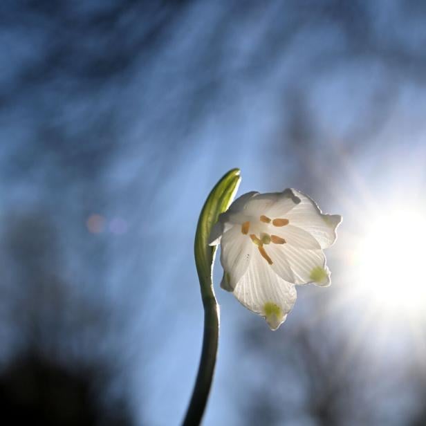 ++ THEMENBILD ++ FRÜHLING / WETTER / KLIMA / BLÜTEN