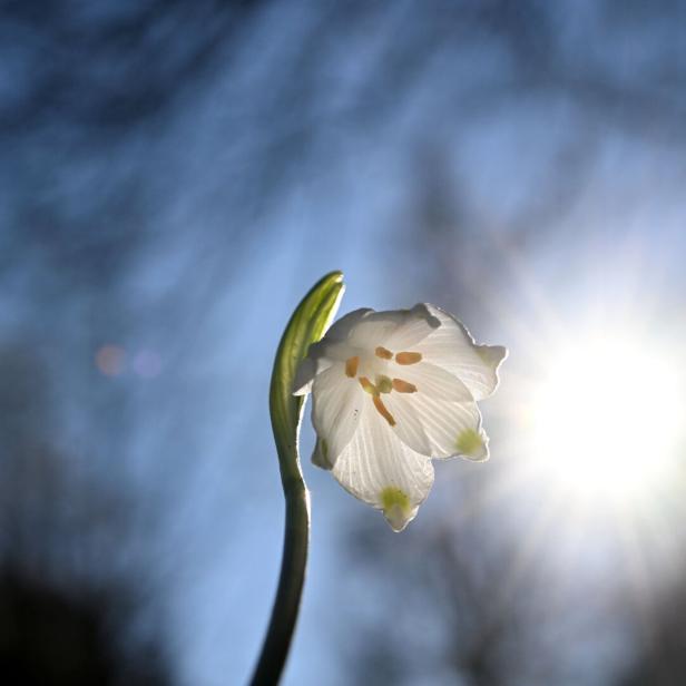 ++ THEMENBILD ++ FRÜHLING / WETTER / KLIMA / BLÜTEN