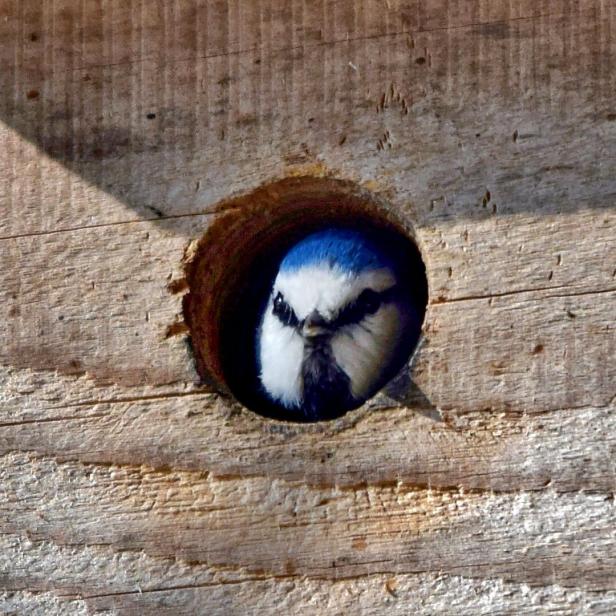 Eine Blaumeise schaut aud dem Nistkasten.