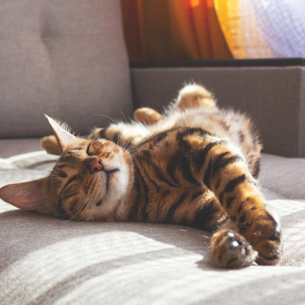 Eine Katze liegt auf dem Sofa und streckt genüsslich alle Pfoten von sich.