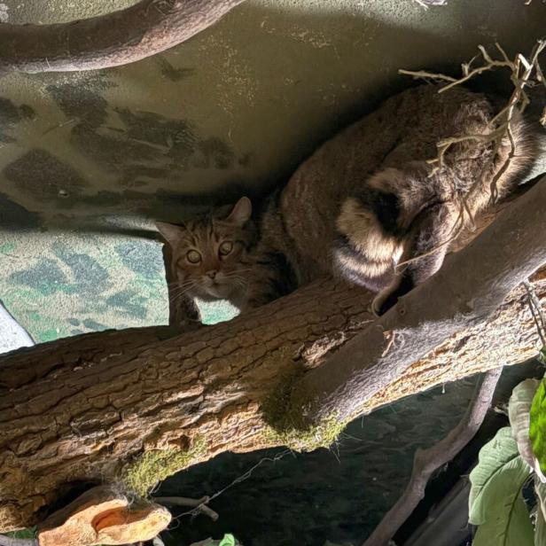 Eine Wildkatze ruht auf einem Ast und blickt aufmerksam in die Kamera.