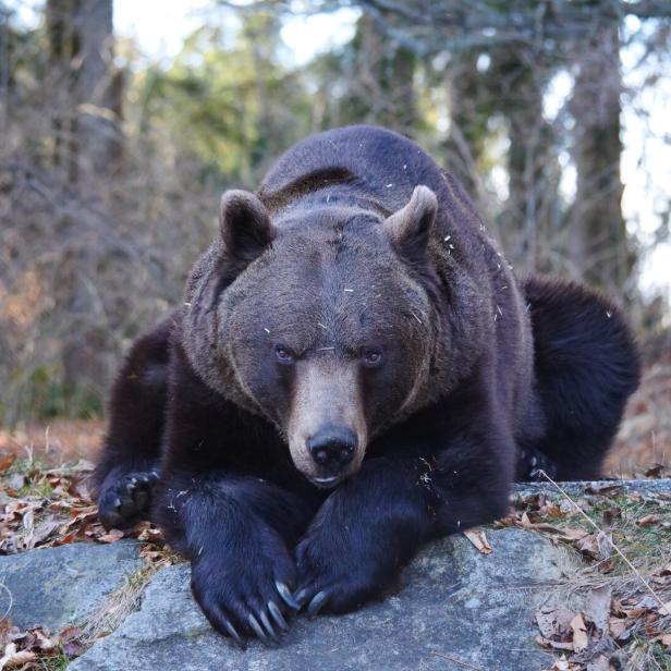 Bär Erich wurde 2010 in Oberösterreich geboren und lebt seit 2015 in Arbesbach. 