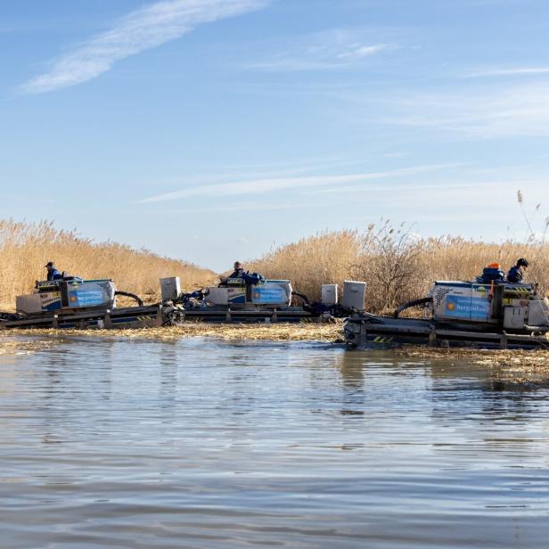 Drei Maschinen mit Fahrern arbeiten im Schilf an einem Gewässer unter blauem Himmel.