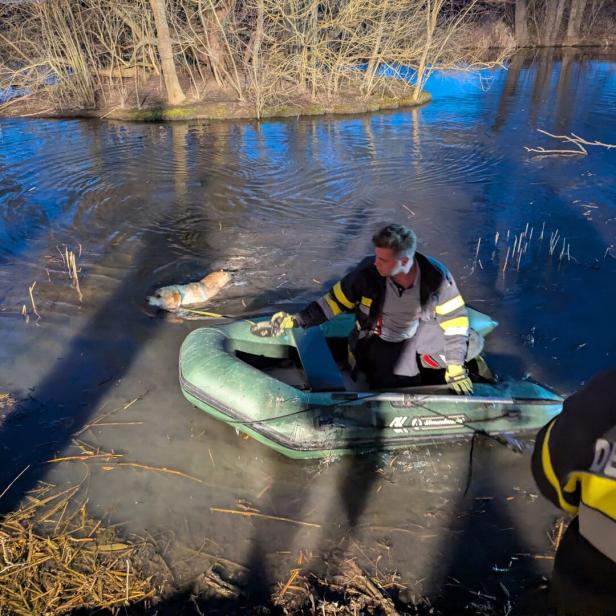 Ein Feuerwehrmann in einem Schlauchboot hilft einem schwimmenden Hund im seichten Wasser nahe einem Ufer.