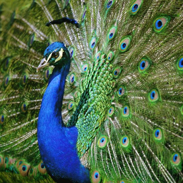 beautiful peacock shows its awesome feathers