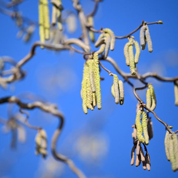 Äste einer Hasel.