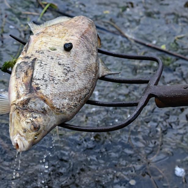 UMWELTKATASTROPHE AM FLUSS ODER