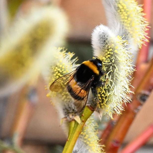 Eine Hummel sitzt auf einer blühenden Weidenkätzchen-Blüte.
