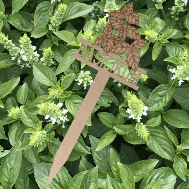 Holzstecker mit der Aufschrift „Basilikum“ steckt in einem dichten Basilikumbeet.