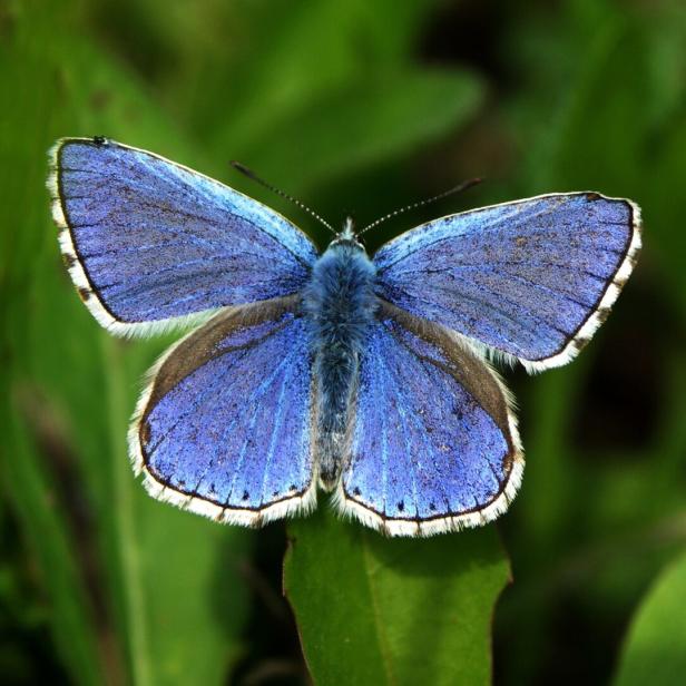 Nomen est omen: Der Himmelblaue Bläuling ist tatsächlich fast himmelblau.