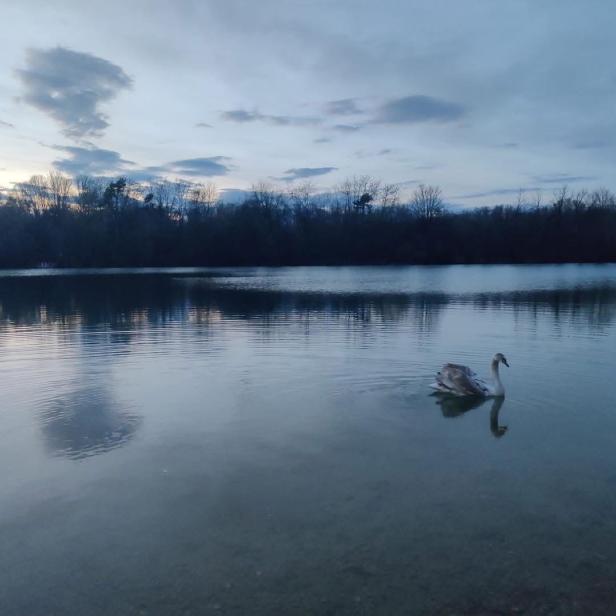 Ein Schwan schwimmt in der Donau.