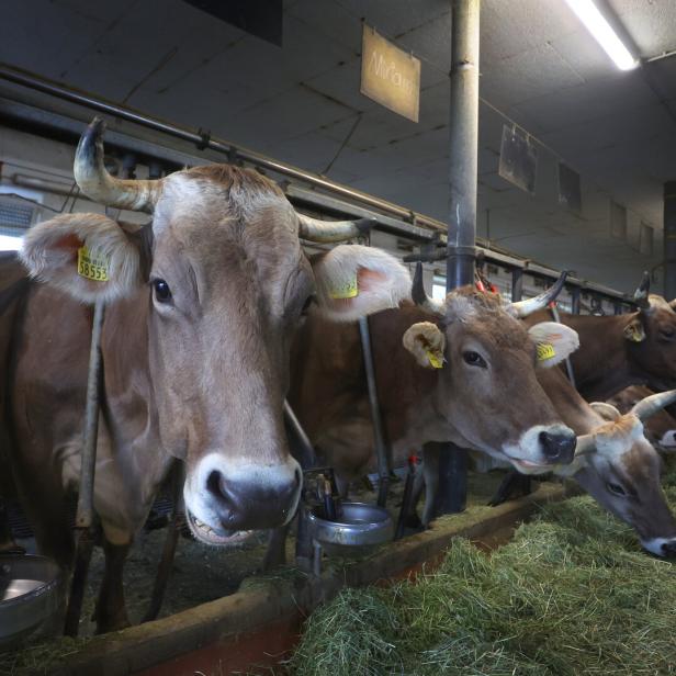 Kühe auf dem Bauernhof