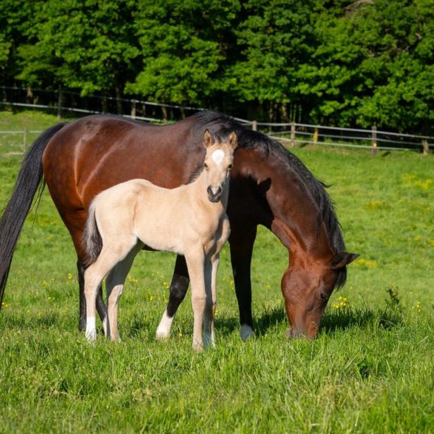 Pferde auf einer Weide