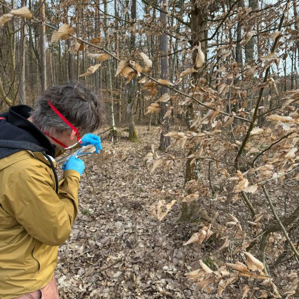 Eine Person mit blauen Handschuhen und Schutzbrille untersucht trockene Blätter an einem Baum im herbstlichen Wald.