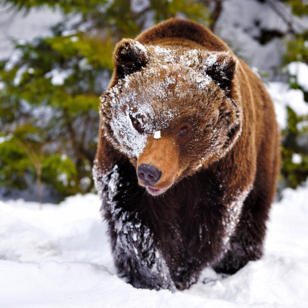 Ein Braunbär läuft durch verschneiten Wald, sein Fell ist teilweise mit Schnee bedeckt.