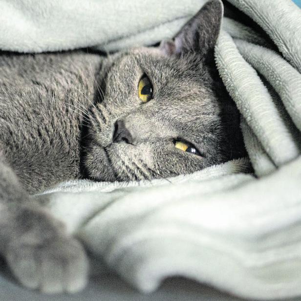 Eine graue Katze kuschelt sich in eine Decke.