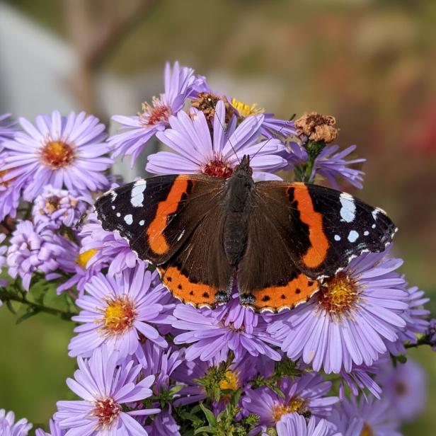 Ein braun-orange-weißer Schmetterling sitzt auf lila Blüten.